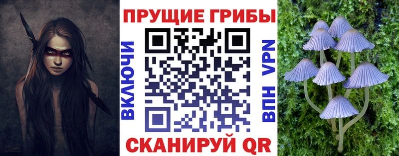 Галлюциногенные грибы Psilocybine cubensis  закладка  Черногорск 